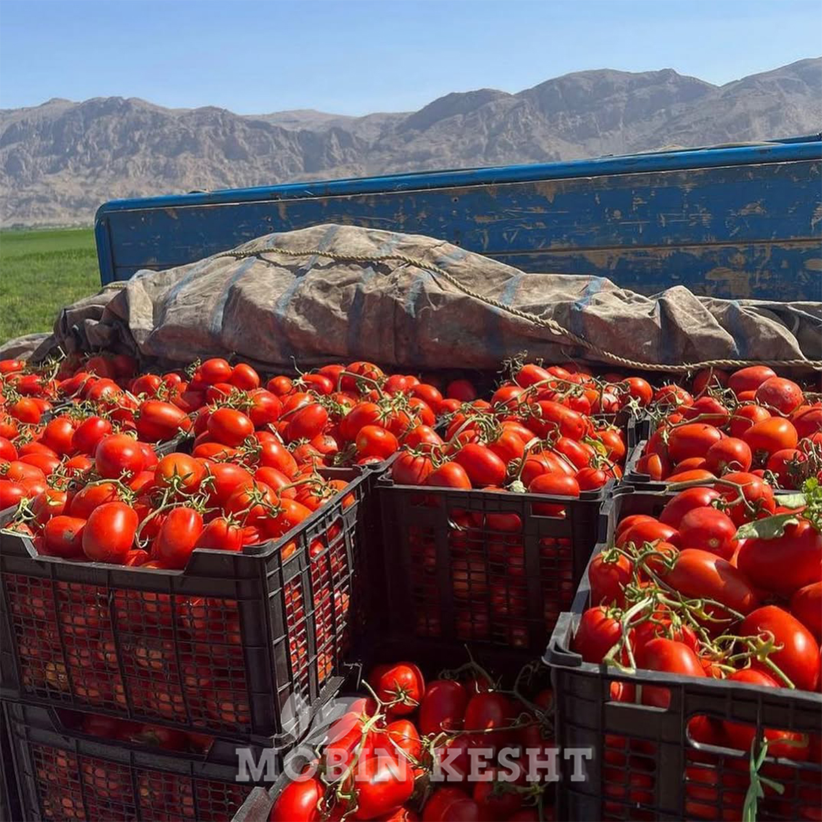 گوجه فضای باز آوش