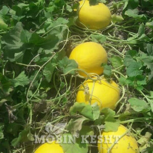 عکس خربزه طلایی