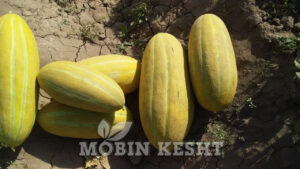 عکس خربزه مشهدی