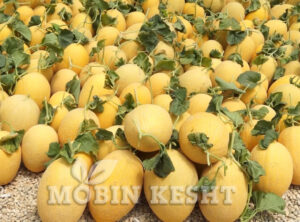عکس خربزه گرگابی یا جلالی