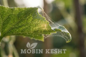 کنه تارتن